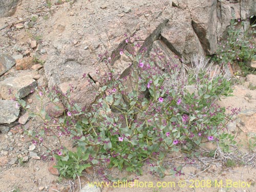 Mirabilis elegans的照片