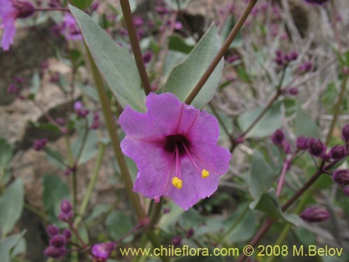 Mirabilis elegans的照片