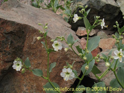 Mirabilis elegans的照片