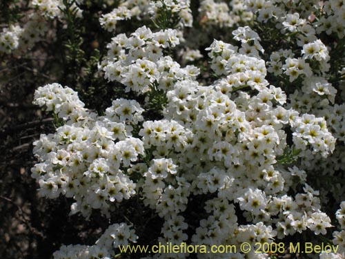 Bild von Heliotropium filifolium (). Klicken Sie, um den Ausschnitt zu vergrössern.