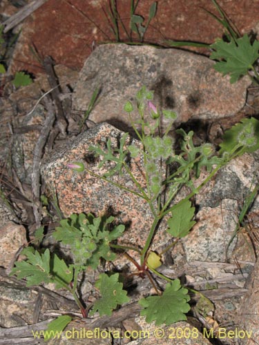 Bild von Cristaria sp. #1242 (). Klicken Sie, um den Ausschnitt zu vergrössern.