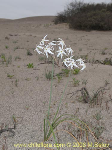 Image of Leucocoryne appendiculata (). Click to enlarge parts of image.