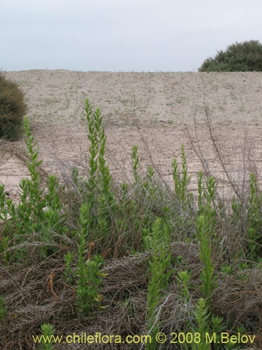 Bild von Aloysia salviifolia (Cedrón del monte). Klicken Sie, um den Ausschnitt zu vergrössern.