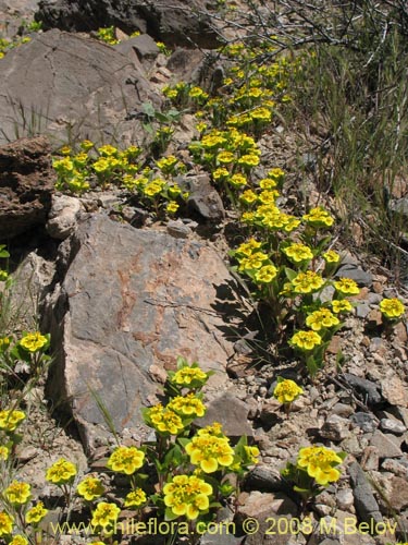 Cruckshanksia pumila的照片