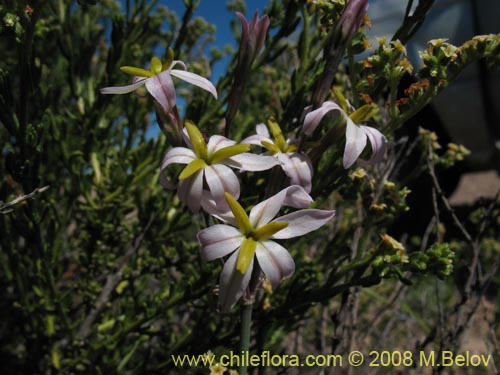 Leucocoryne dimorphopetala의 사진