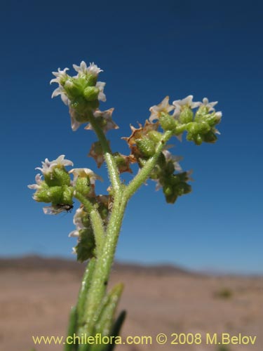Image of Unidentified Plant sp. #Z 8661 (). Click to enlarge parts of image.