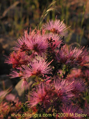 Imágen de Calliandra chilensis (Espino rojo). Haga un clic para aumentar parte de imágen.