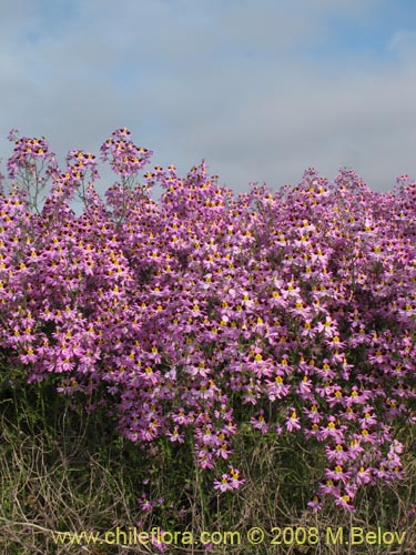 Bild von Schizanthus litoralis (Mariposita costera). Klicken Sie, um den Ausschnitt zu vergrössern.