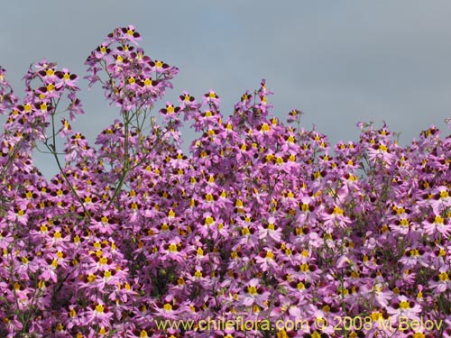 Bild von Schizanthus litoralis (Mariposita costera). Klicken Sie, um den Ausschnitt zu vergrössern.