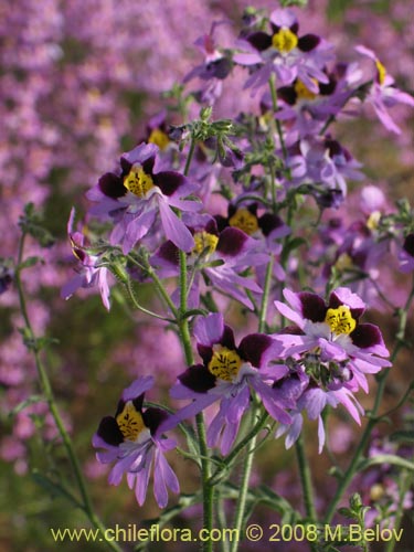Bild von Schizanthus litoralis (Mariposita costera). Klicken Sie, um den Ausschnitt zu vergrössern.