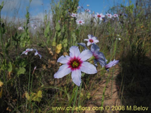 Leucocoryne purpurea var. intermediateの写真