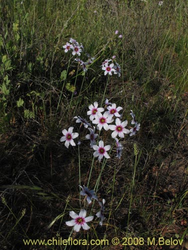 Leucocoryne purpurea var. intermediateの写真