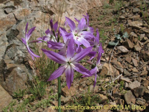 Image of Leucocoryne sp. #1198 (). Click to enlarge parts of image.