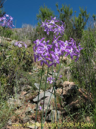 Image of Leucocoryne sp. #1198 (). Click to enlarge parts of image.