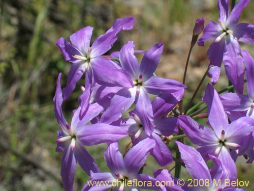 Image of Leucocoryne sp. #1198 (). Click to enlarge parts of image.