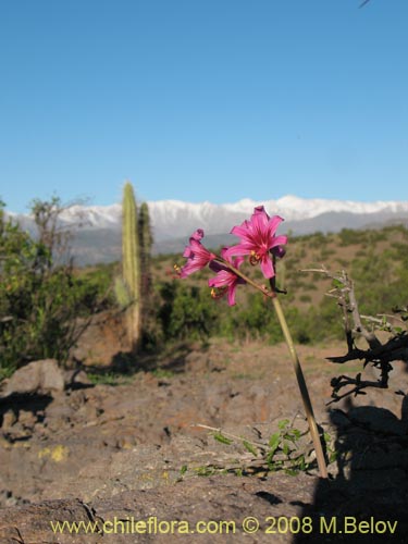Image of Placea amoena (Macaya). Click to enlarge parts of image.