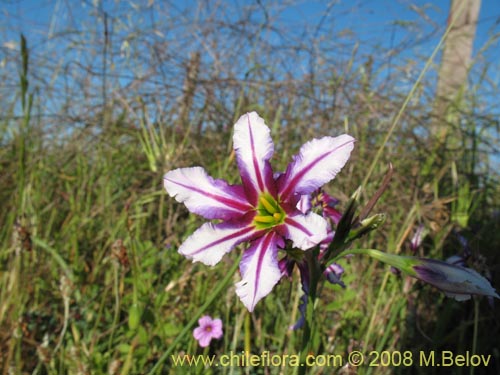 Image of Leucocoryne vitatta (). Click to enlarge parts of image.