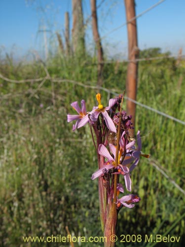 Image of Leucocoryne vitatta (). Click to enlarge parts of image.