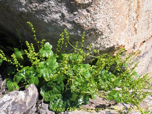Image of Dioscorea bryoniifolia (Camisilla). Click to enlarge parts of image.