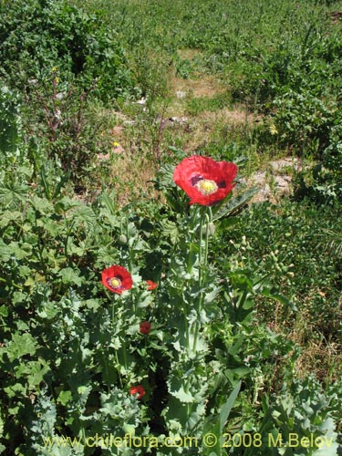 Papaver sp. #1448的照片