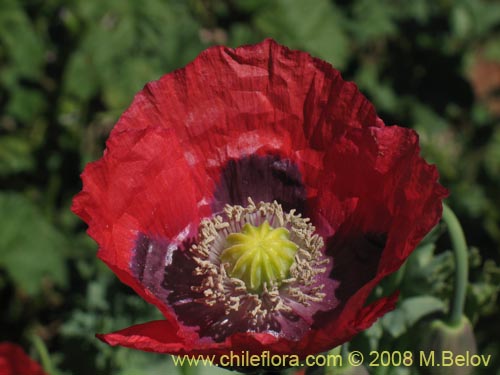 Papaver sp. #1448的照片