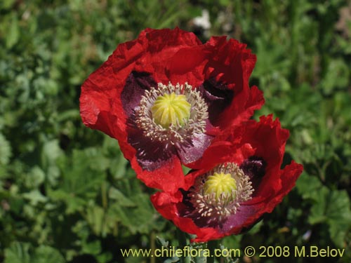 Papaver sp. #1448的照片
