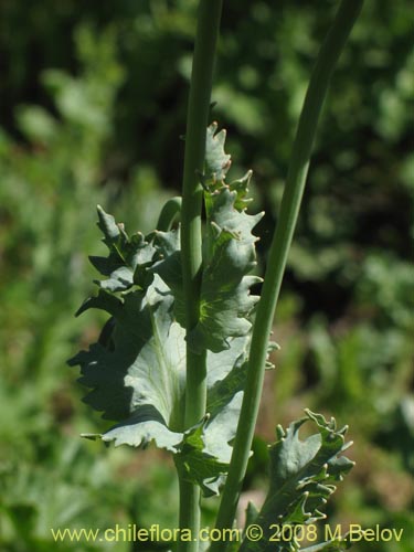 Papaver sp. #1448的照片