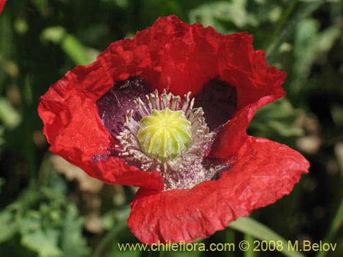 Papaver sp. #1448的照片