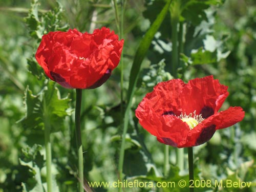 Papaver sp. #1448的照片