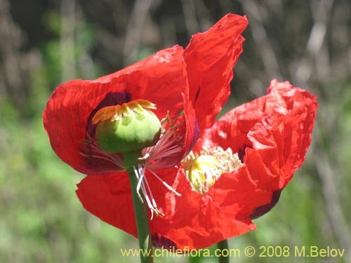 Papaver sp. #1448的照片