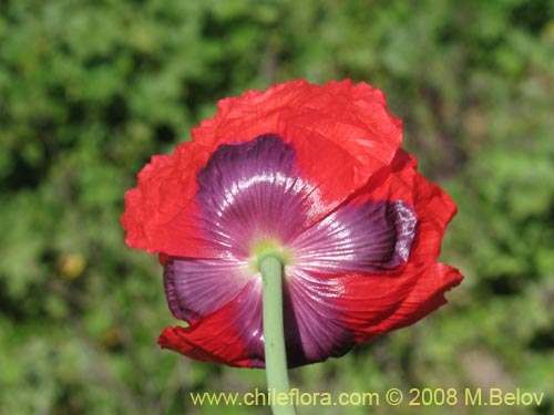 Papaver sp. #1448的照片