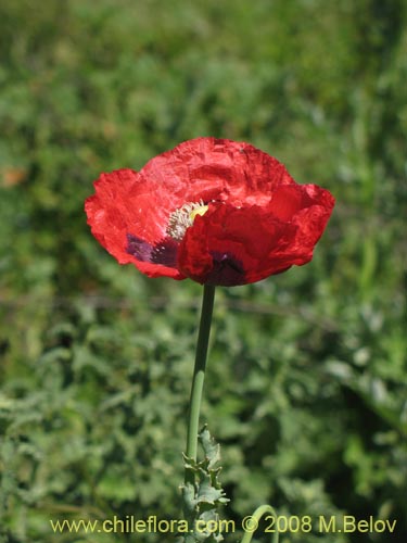 Papaver sp. #1448的照片