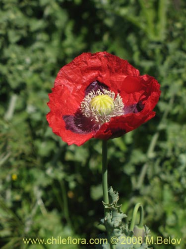 Papaver sp. #1448的照片