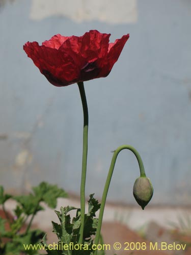 Papaver sp. #1448的照片