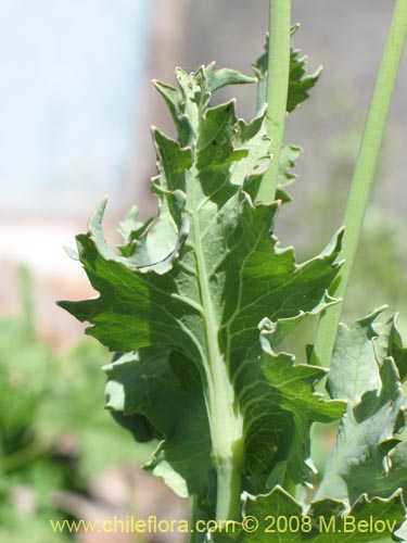 Papaver sp. #1448的照片