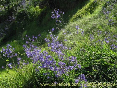 Image of Pasithea coerulea (Azulillo). Click to enlarge parts of image.