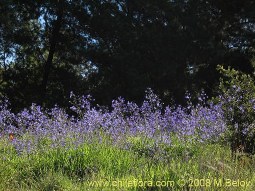 Image of Pasithea coerulea (Azulillo). Click to enlarge parts of image.