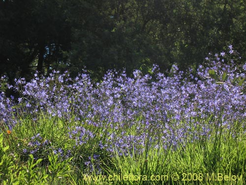 Image of Pasithea coerulea (Azulillo). Click to enlarge parts of image.