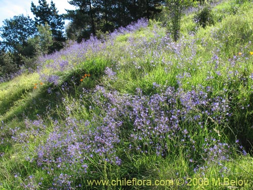 Image of Pasithea coerulea (Azulillo). Click to enlarge parts of image.