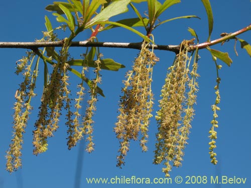 Imágen de Quercus nigra (Roble negro / Roble americano / Roble del agua). Haga un clic para aumentar parte de imágen.