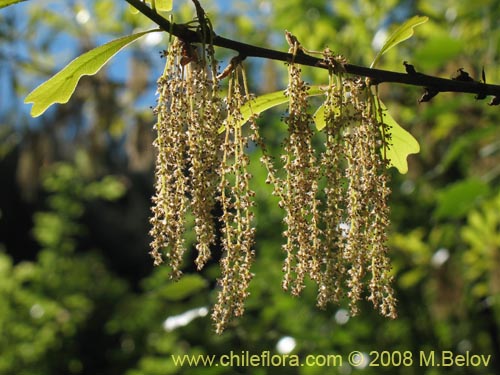 Image of Quercus nigra (Roble negro / Roble americano / Roble del agua). Click to enlarge parts of image.