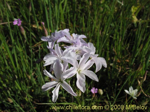 Image of Leucocoryne sp. #1170 (). Click to enlarge parts of image.