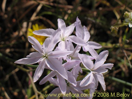 Image of Leucocoryne sp. #1170 (). Click to enlarge parts of image.