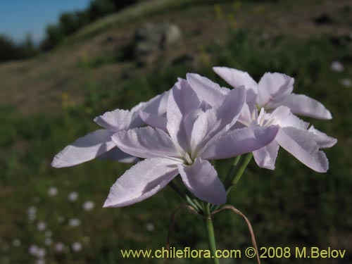 Image of Leucocoryne sp. #1170 (). Click to enlarge parts of image.