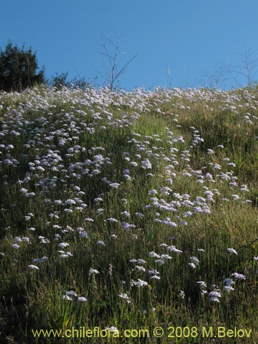 Image of Leucocoryne sp. #1170 (). Click to enlarge parts of image.