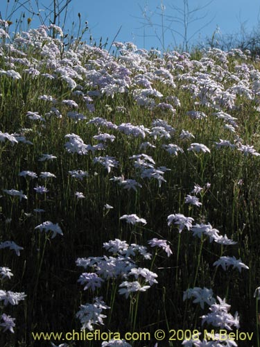 Image of Leucocoryne sp. #1170 (). Click to enlarge parts of image.