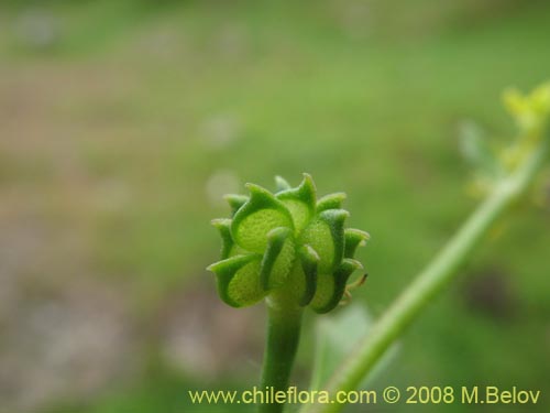 Image of Ranunculus sp. #1765 (). Click to enlarge parts of image.
