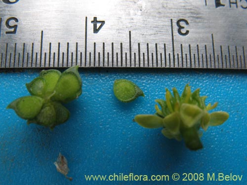 Image of Ranunculus sp. #1765 (). Click to enlarge parts of image.