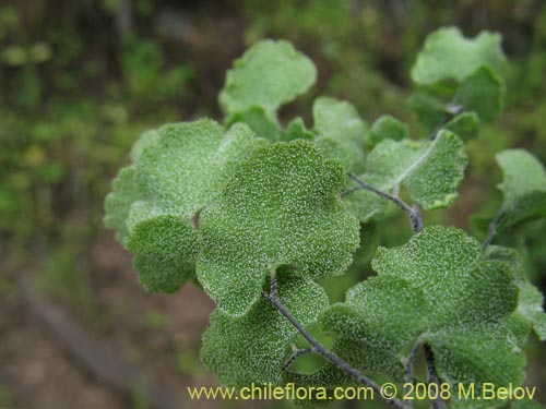 Bild von Adiantum scabrum (). Klicken Sie, um den Ausschnitt zu vergrössern.