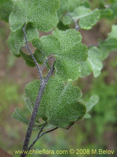 Bild von Adiantum scabrum (). Klicken Sie, um den Ausschnitt zu vergrössern.